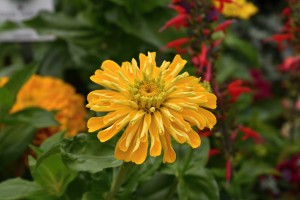 Gelbe Blume 